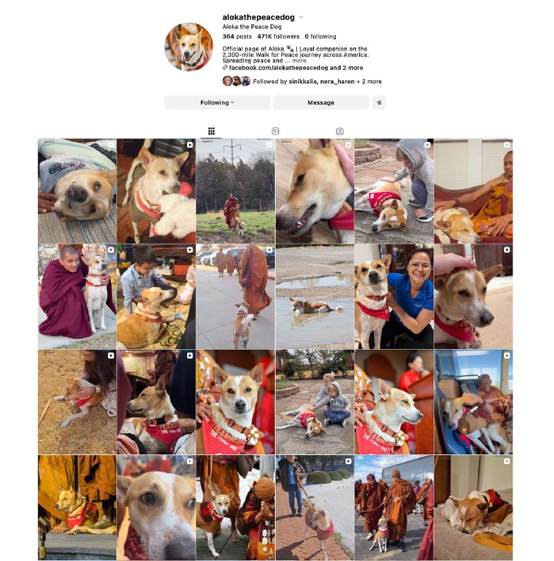 @alokathepeacedog on Instagram