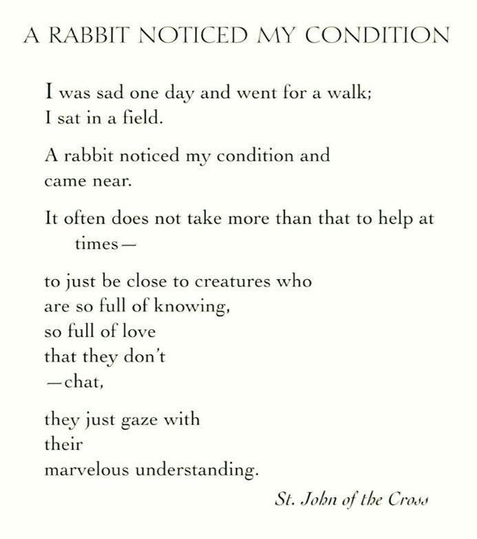 Poem: A Rabbit Noticed My Condition by St. John of the Cross