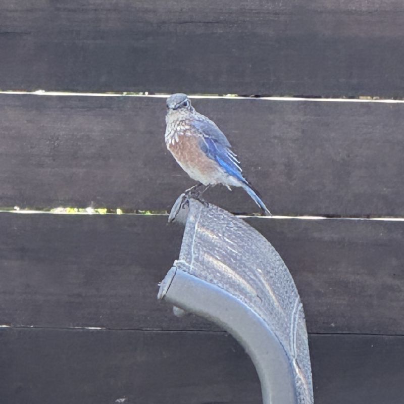 The same bluebird sitting on a chair