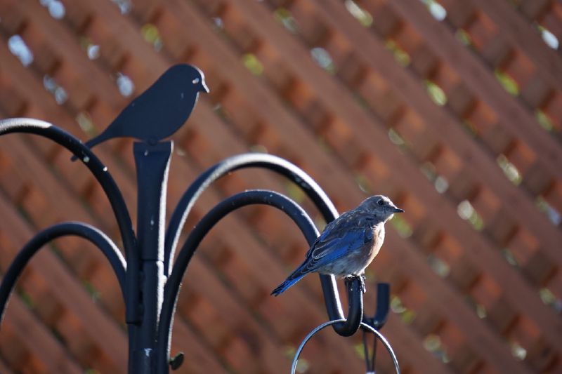 A bluebird on the feeder