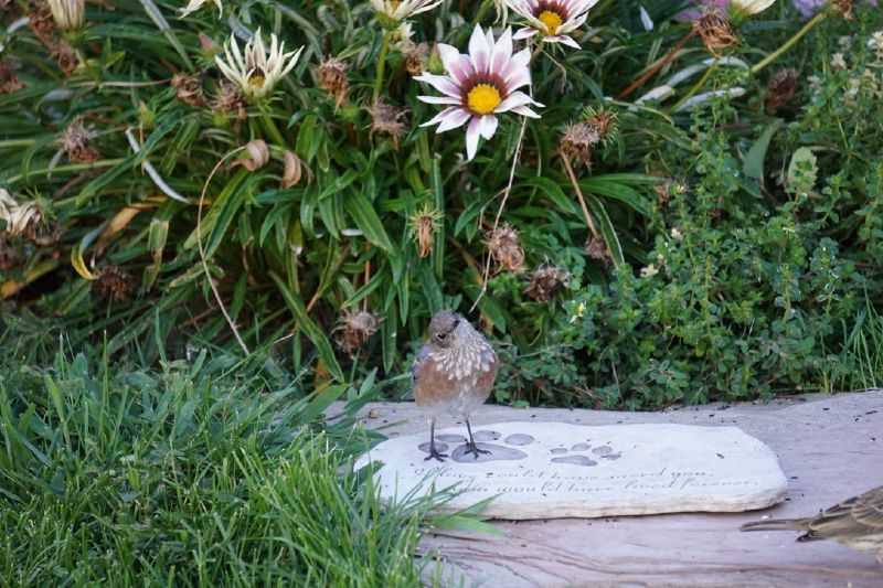 The bluebird on Scooby’s gravestone