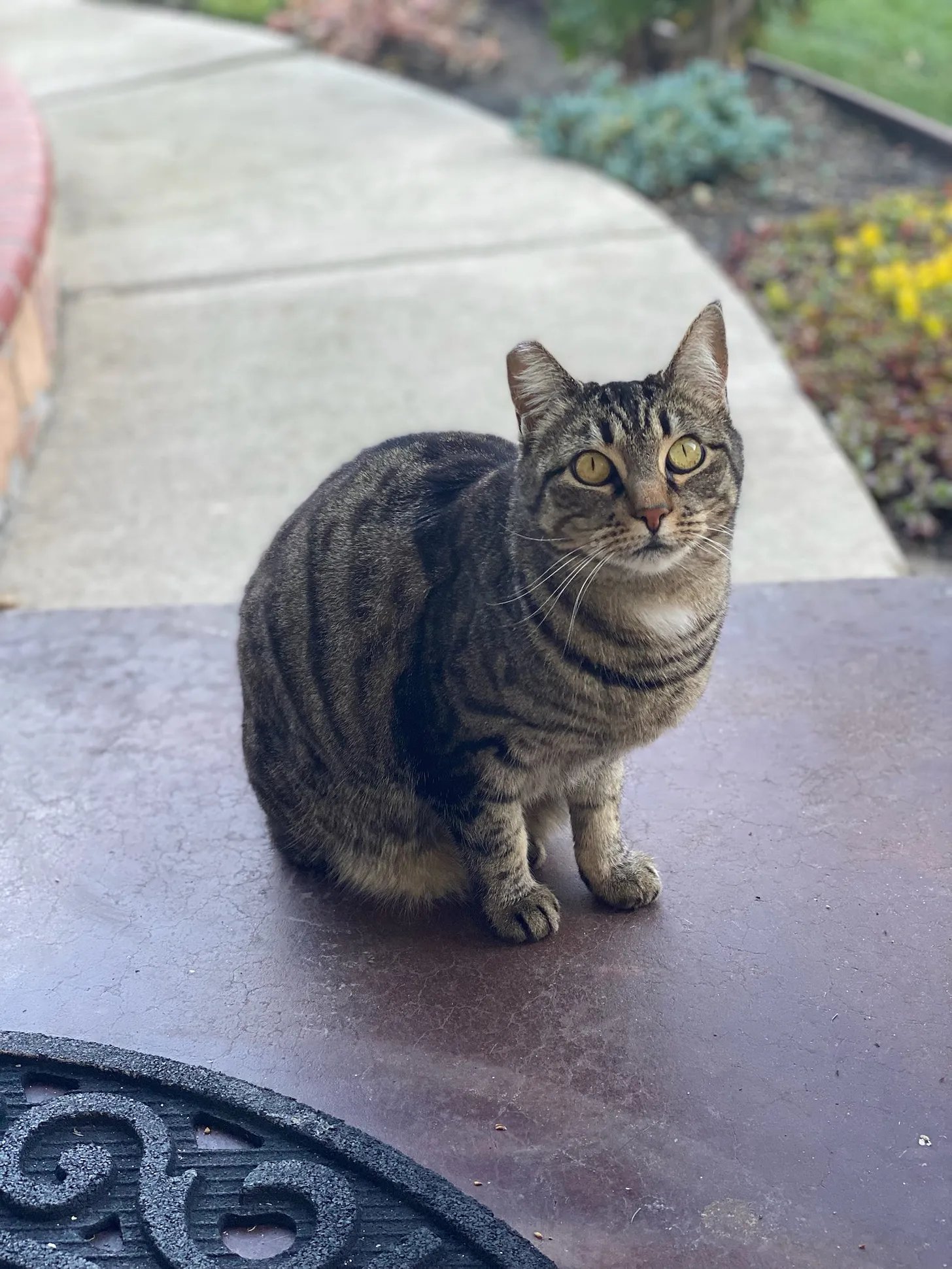 Scooby on our front porch